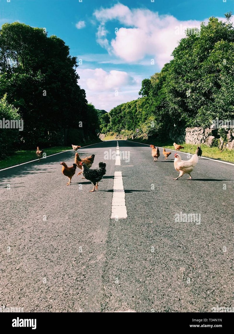 Chicken road, chicken road game