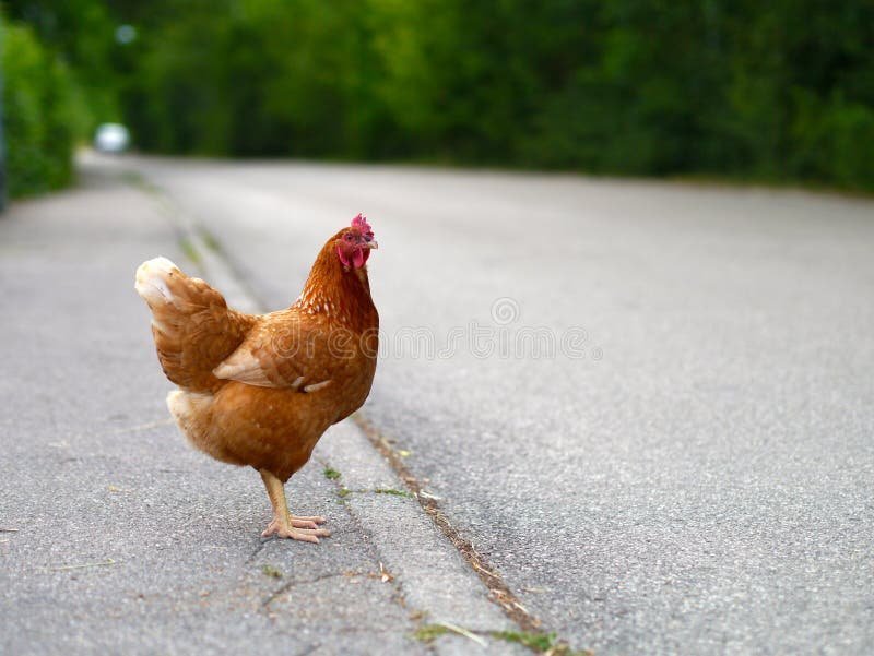 Introduction to chicken road demo