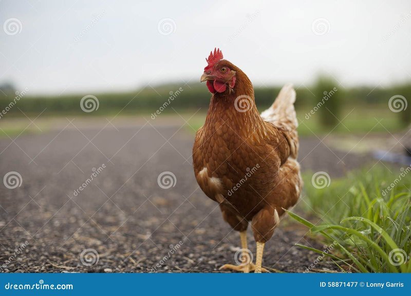 Scopri il Mito di Chicken Road, il Gioco Online Italiano Originale - panoramica